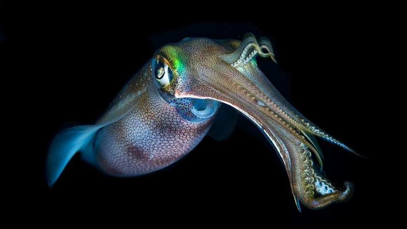 A colorful Bigfin Reef Squid hovers in very dark water