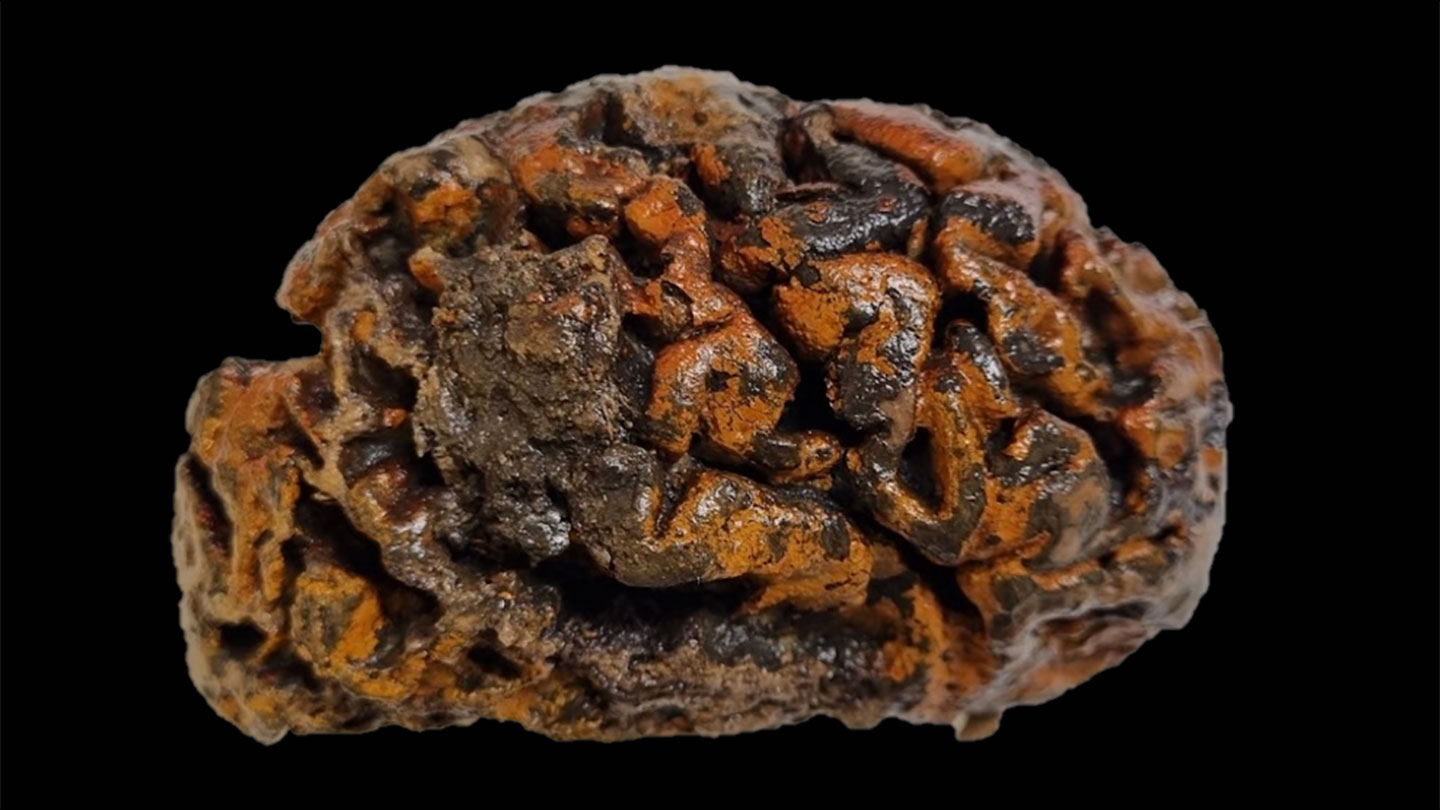 A photograph of a preserved brain that is dark brown and orange and appears solid